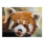 Red Panda HD Wallpaper icône