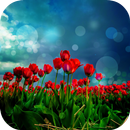 Red Tulips Live Wallpaper APK