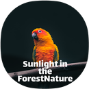Sunlight in the forest Sound relaxing APK