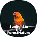Sunlight in the forest Sound relaxing icon
