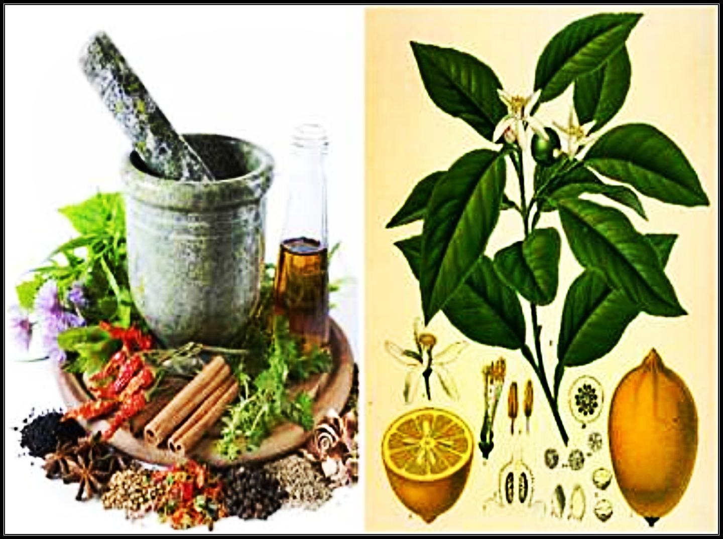 Remedios caseros para que las plantas crezcan rapido Remedios caseros para que las plantas crezcan rapido