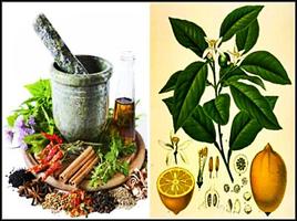Natural and Effective Home Remedies ภาพหน้าจอ 2