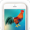 Ringtones of the Rooster icon