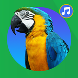Bird Sound And Ringtones APK