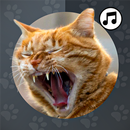 Cat Sounds wallpapers,sms APK