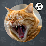 Cat Sounds wallpapers,sms APK