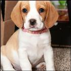 Beagle Dog HD Wallpaper icône
