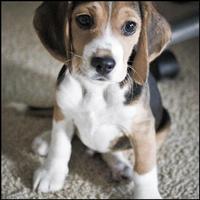 Beagle Dog HD Wallpaper capture d'écran 1