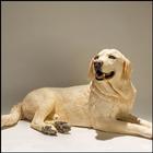 Labrador Dog HD Wallpaper icône