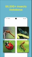 Insecta Poster