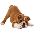 Dog Breeds Profile icône