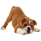 Dog Breeds Profile Zeichen