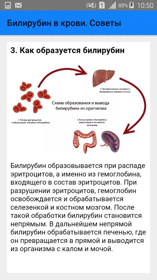 Разрушение эритроцитов и билирубин. Билирубин в крови что это такое. Печень прямой и непрямой билирубин. Кровь повышения билирубина печени.