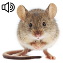 Mouse sounds. Collection APK