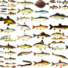 Речные рыбы. Виды и описание icône