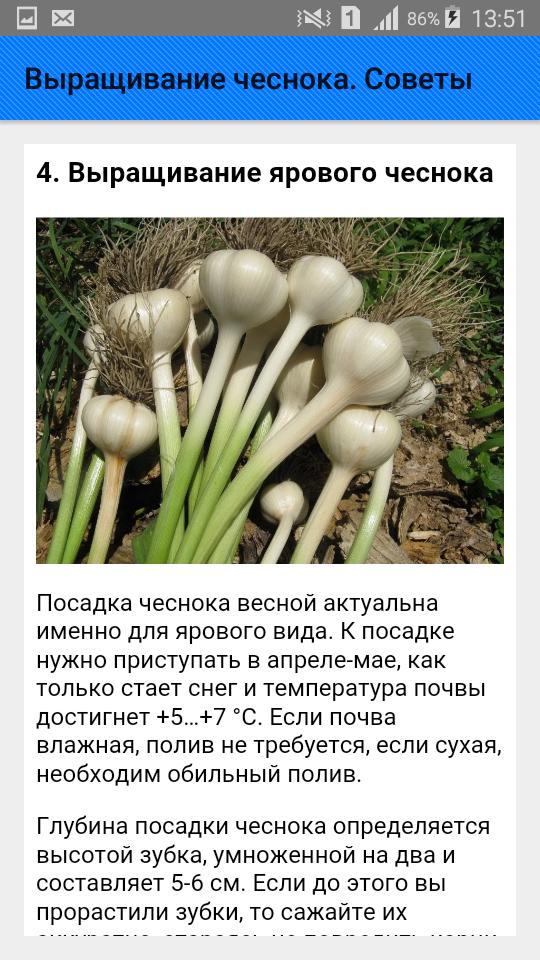 День чеснока 19 апреля. Чеснок картинка. День чеснока 19 апреля картинки. День чеснока. Открытка с днем чеснока.