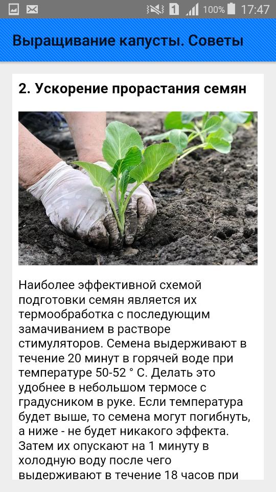При какой температуре выращивать капусту. Условия произрастания капусты. Высадка капусты. Как правильно выращивать капусту. Приемы выращивания капусты.