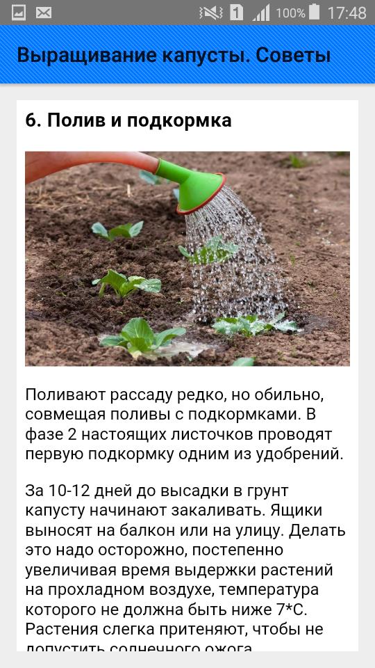 При какой температуре выращивать капусту. Агротехника возделывания капусты. Технология выращивания капусты. Технология возделывания капусты. Условия выращивания капусты.