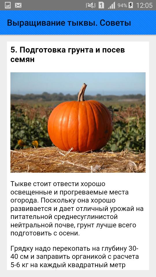 Тыква какая температура. Посев тыквы. Тыква особенности выращивания. Секреты выращивания тыквы. Тыква условия выращивания.
