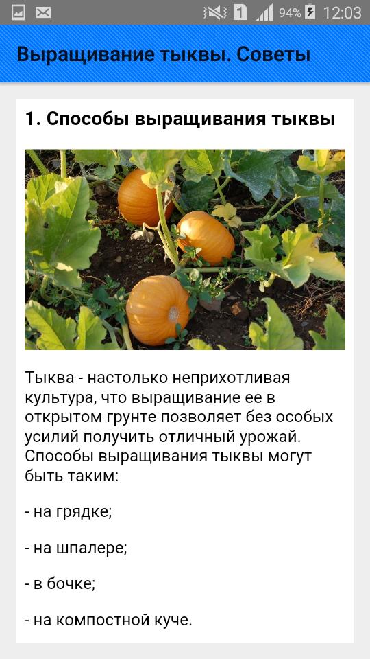 Тыква какая температура. Тыква условия выращивания. Способы выращивания тыквы. Тыква технология возделывания. Презентация выращивание тыквы.