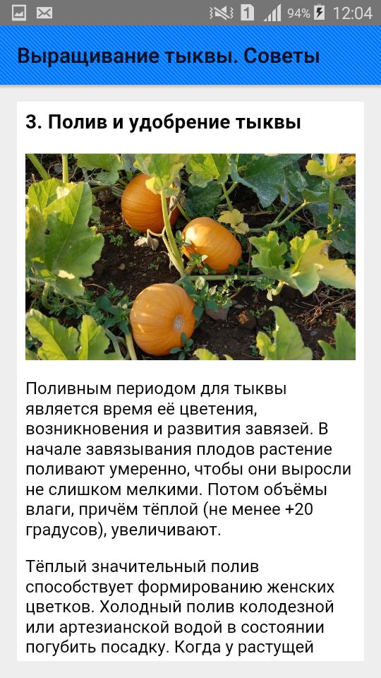 Сколько растет тыква. Вырастить тыкву. Тыква особенности выращивания. Условия выращивания тыквы. Варианты выращивания тыквы.