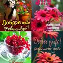 Lots of postcards APK
