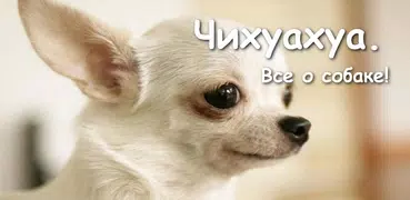 Чихуахуа - уход за собакой