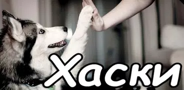 Хаски - уход за собакой