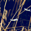 Chamomile Live Wallpaper Wild