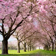 Spring Cherry Blossom Live Icon