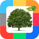 Развивающие карточки Деревья APK