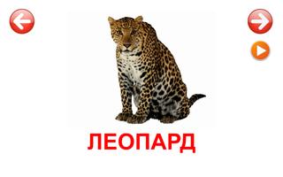Развивающие карточки Животные โปสเตอร์