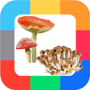 Развивающие карточки Грибы APK