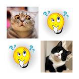 ”Найди пару: Котики