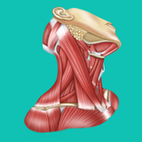 Easy Anatomy biểu tượng