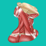 Easy anatomy. Medizin atlas APK