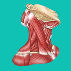 Easy anatomy. Medizin atlas Zeichen