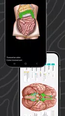 Easy Anatomy 3D XAPK download