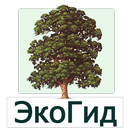 ЭкоГид: Деревья летом aplikacja