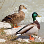 Bird Decoys biểu tượng