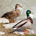 Leurres pour oiseaux Europeens icône