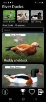 Bird Decoys 스크린샷 1