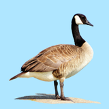 Birds of North America: Decoys