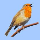 European Birds Songs & Calls icon