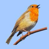 European Birds Songs & Calls APK