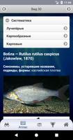 ЭкоГид: Рыбы России capture d'écran 2