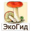 ЭкоГид: Грибы - Определитель