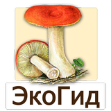 EcoGuide: Russian Mushrooms
