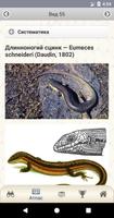 EcoGuide: Russian Reptiles screenshot 3