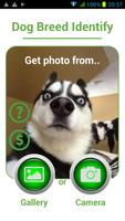 Dog Breed Auto Identify Photo poster